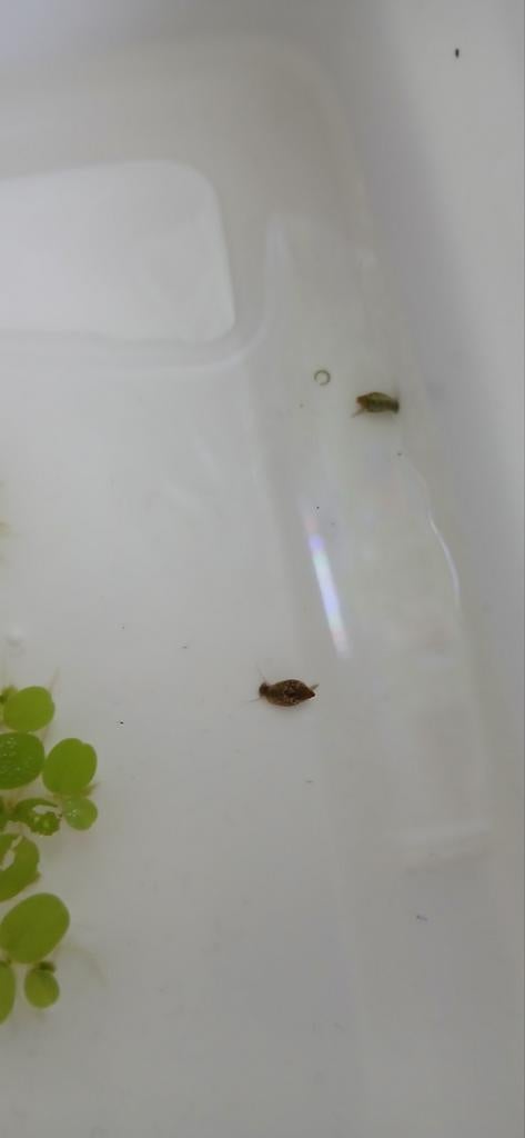 Bladder snails slakken, Dieren en Toebehoren, Slak of Weekdier, Zoetwatervis