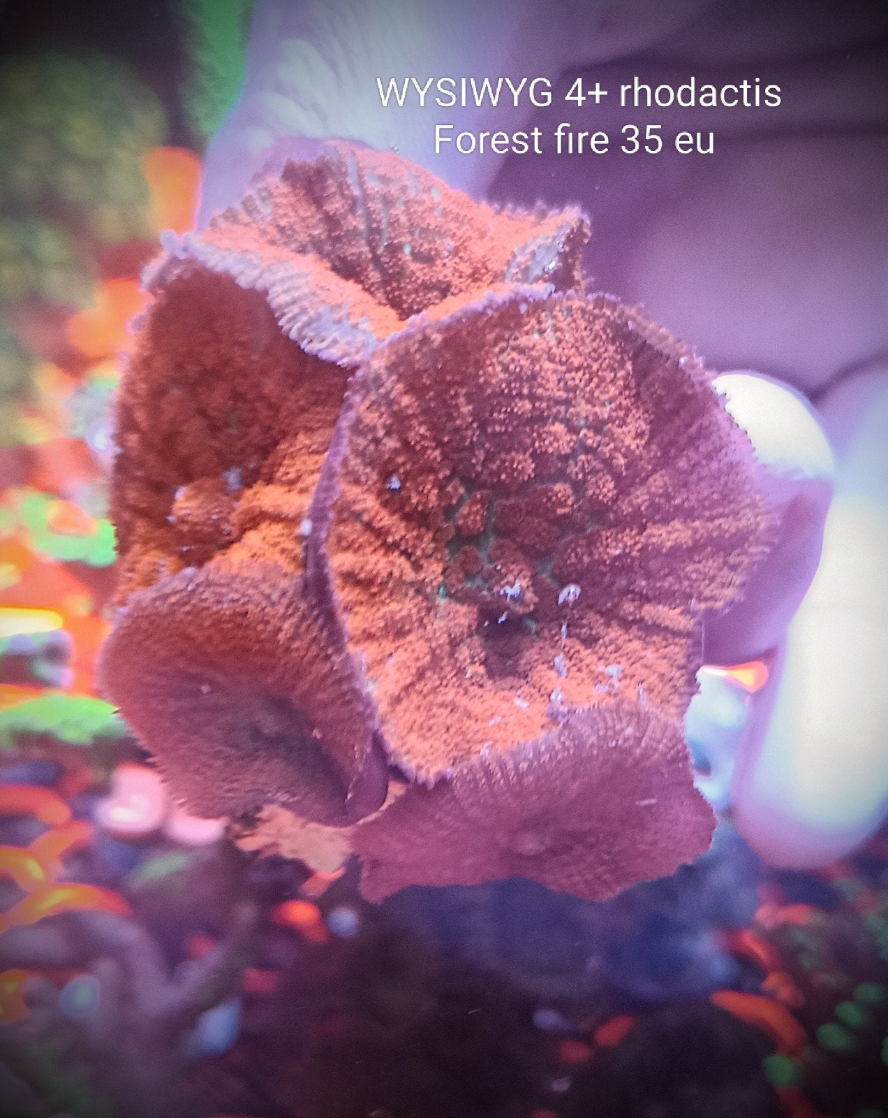 WYSIWYG 4-5 rhodactis Forest fire oren, Dieren en Toebehoren, Vissen | Aquariumvissen, Zoutwatervis