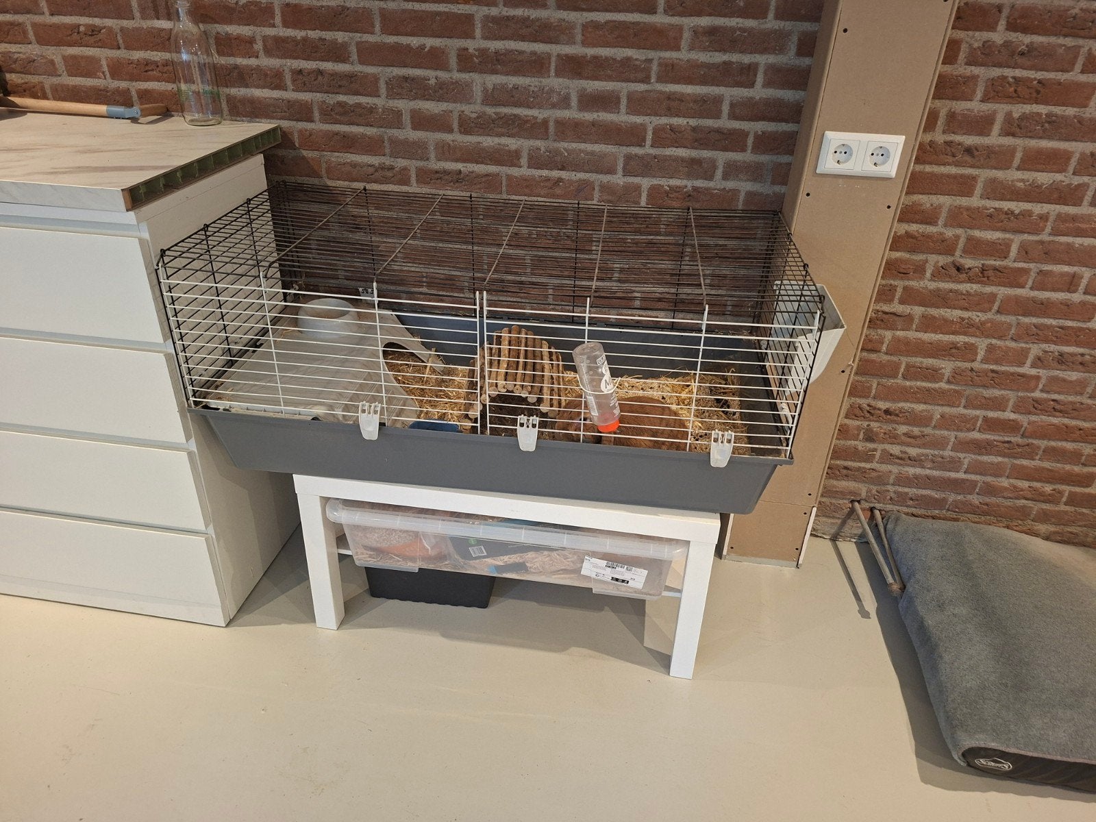 Konijn met hok en toebehoren., 110 cm of meer, Zo goed als nieuw, Konijn, Hok