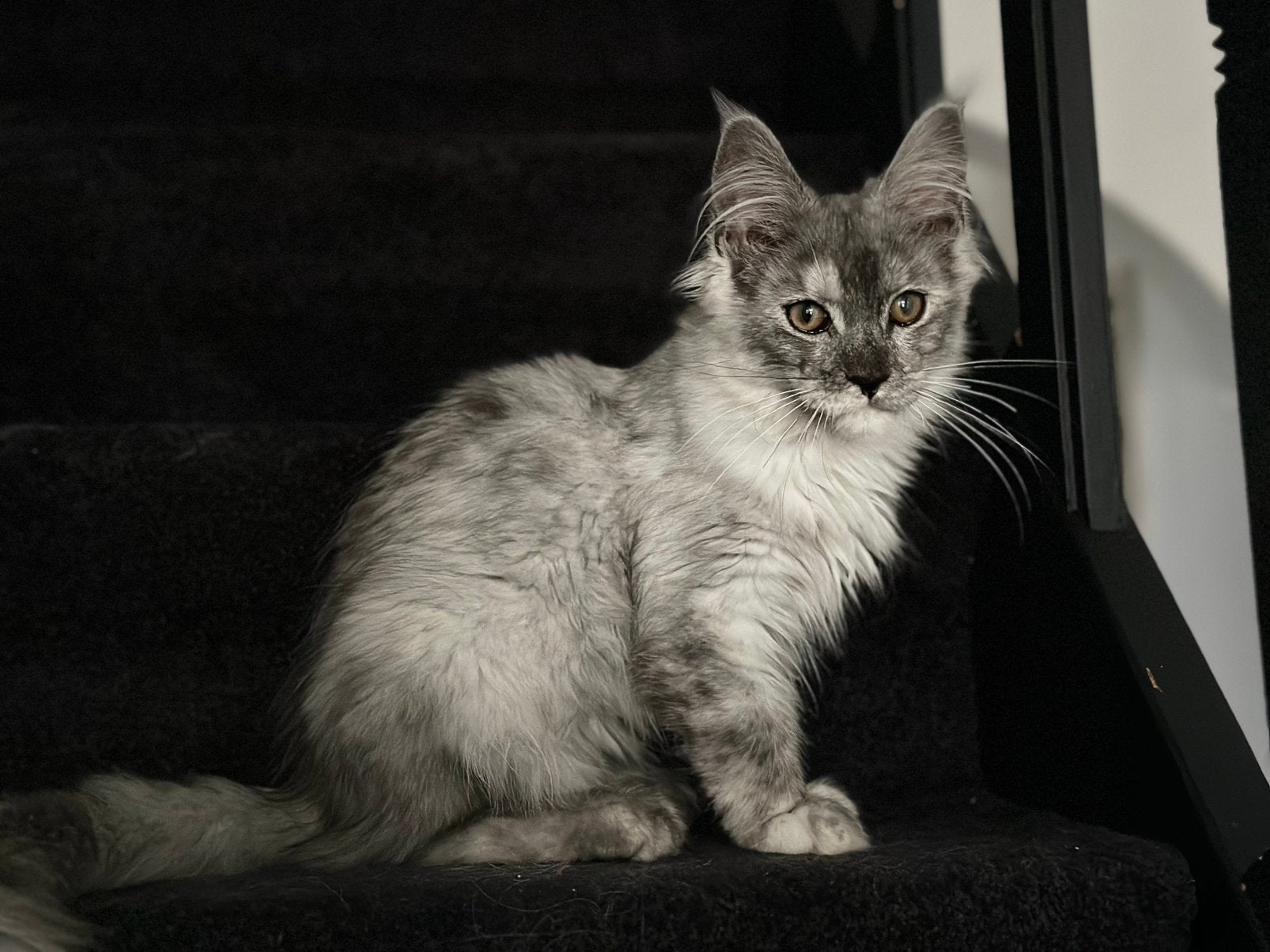 Maincoon kittens, Meerdere dieren, Met stamboom, 0 tot 2 jaar