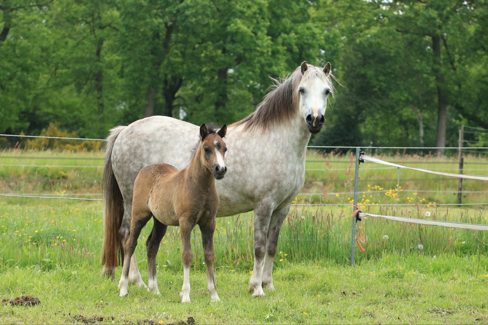 Welsh sectie A hengst veulen nwpcs pony, Hengst, Minder dan 160 cm, Met stamboom, 0 tot 2 jaar