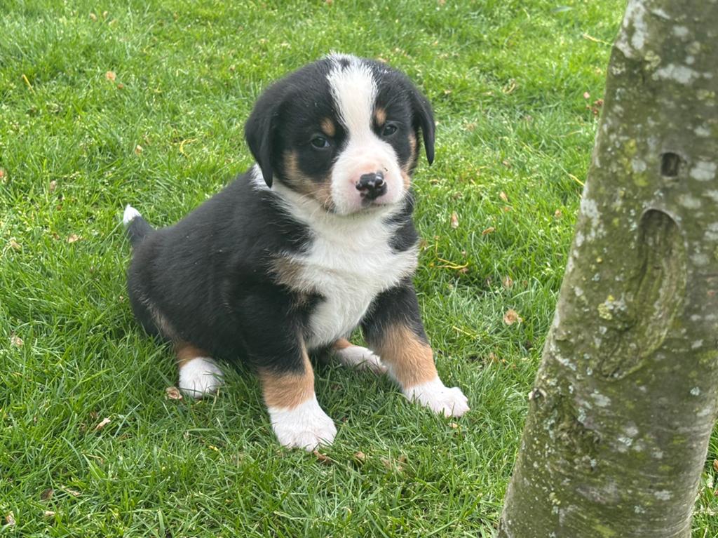 Appenzeller puppy’s, Overige rassen, 8 tot 15 weken, Parvo, Meerdere dieren