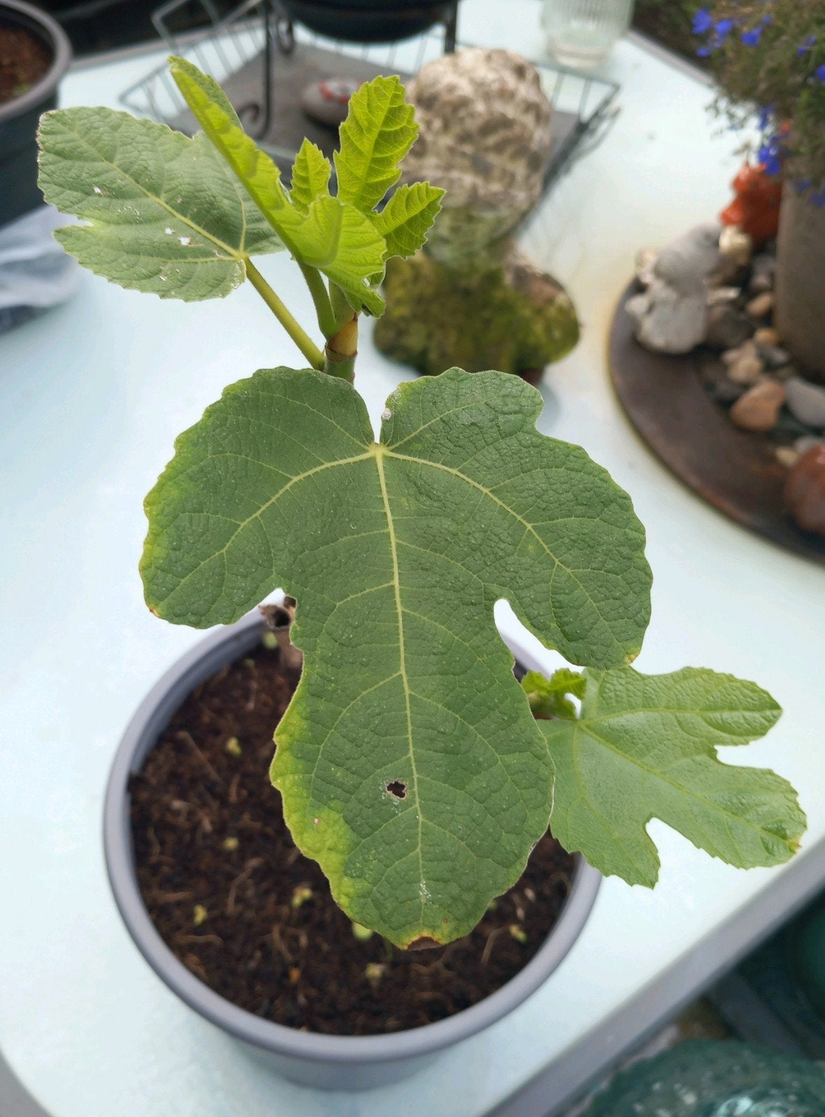 Vijg ..Ficus Carica, Ophalen