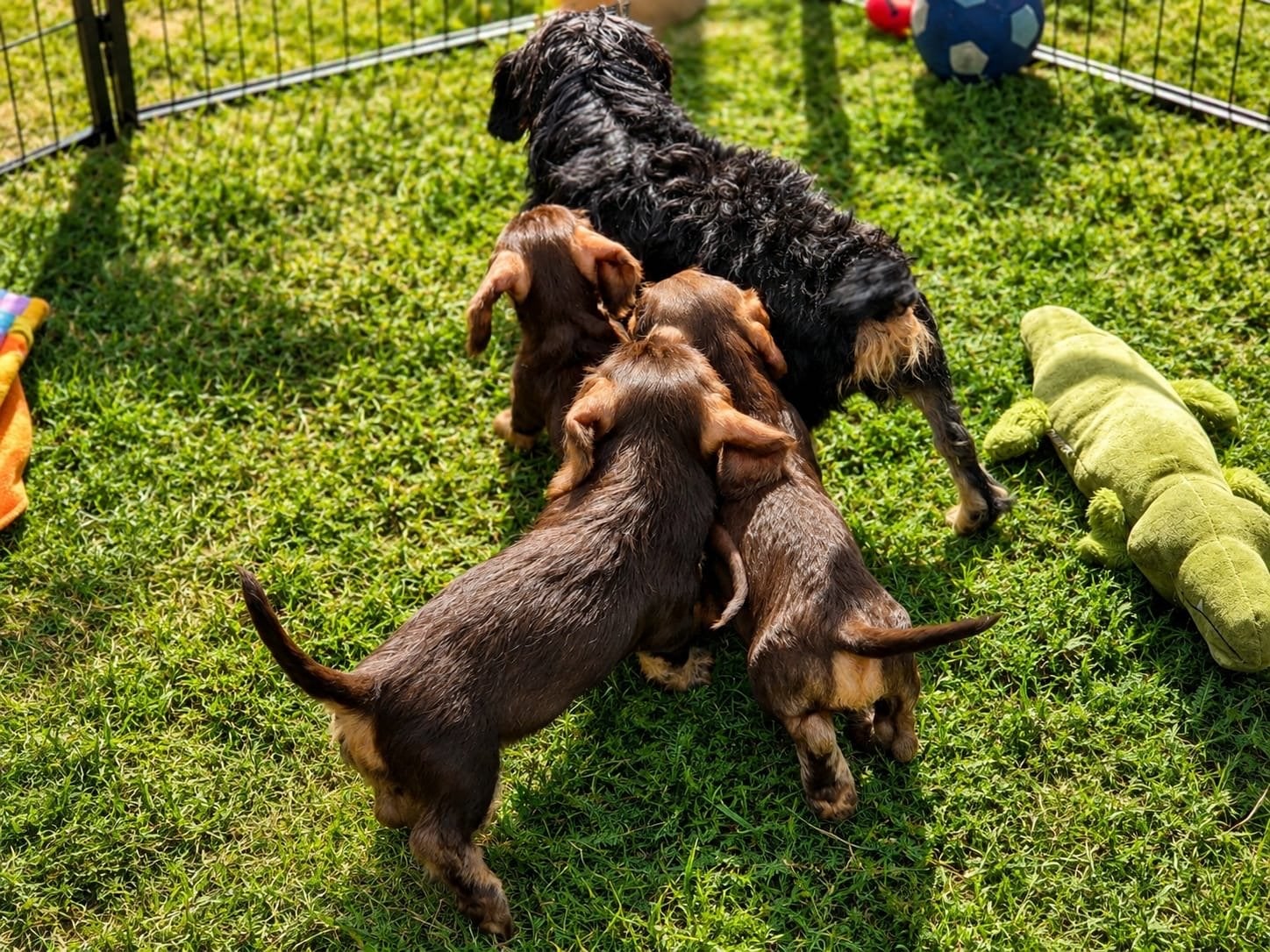 Mooie Choco/Tan ruwhaar dwerg Teckelpuppy’s, Parvo, Nederland, 8 tot 15 weken, Dwerg