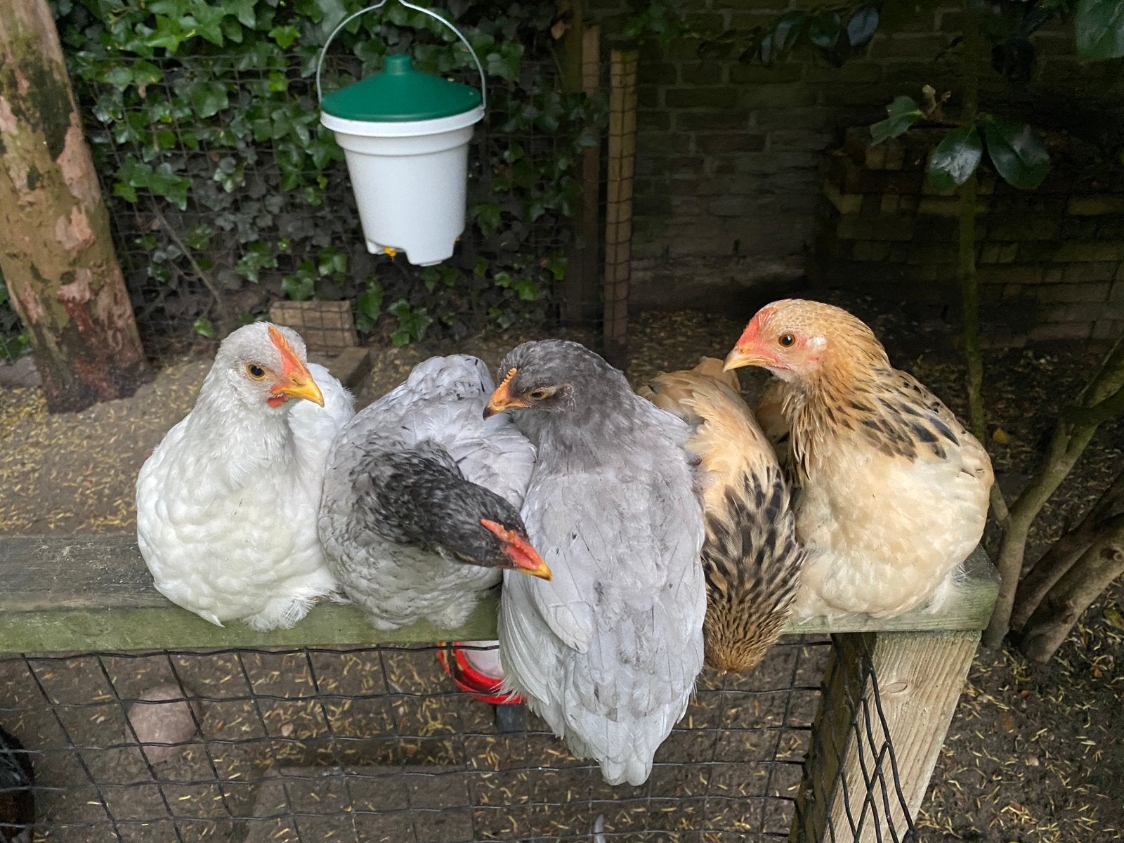 Krielkippen 2 haantjes, Dieren en Toebehoren, Pluimvee, Meerdere dieren, Kip
