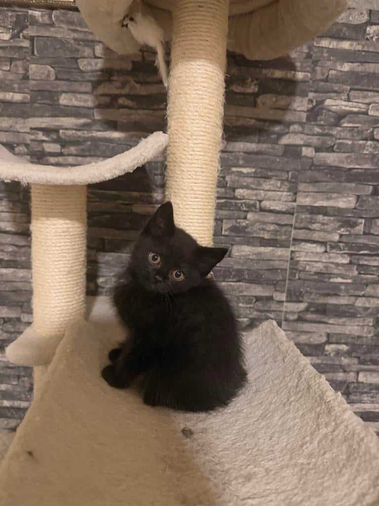 4 british short hair, 2 months old., Dieren en Toebehoren, Katten en Kittens | Overige Katten, Meerdere dieren, Kortharig, 0 tot 2 jaar