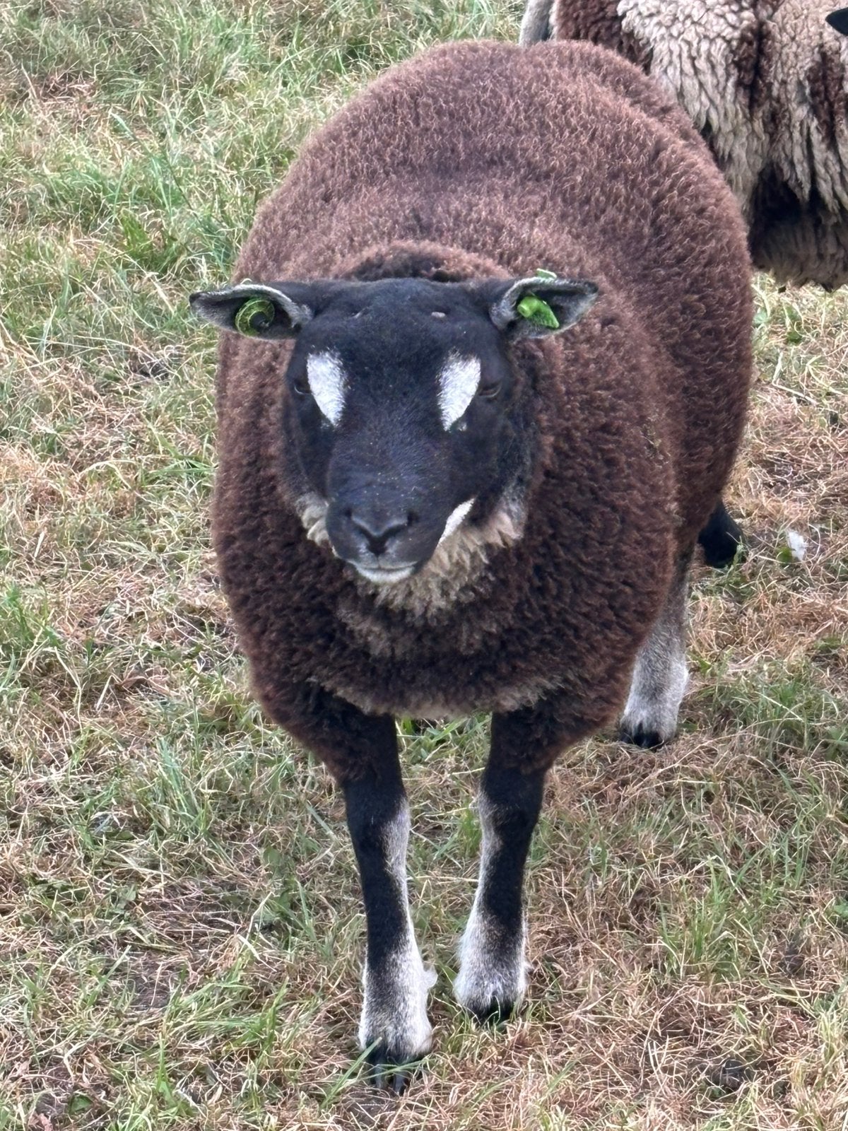 Dassenkop, blauwe texelaar, brandrode, Mannelijk, Schaap