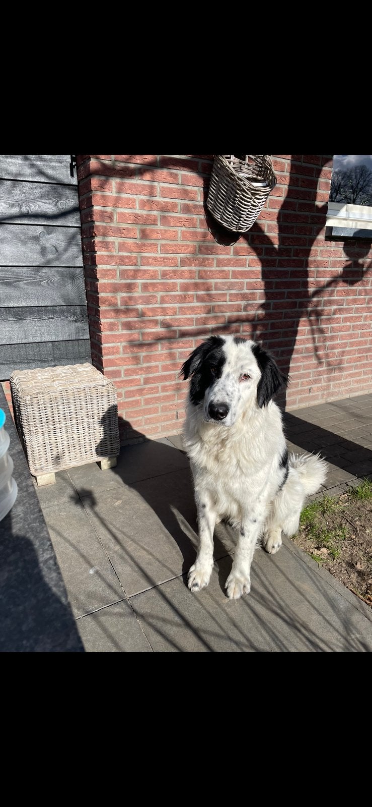 Lieve,trouwe en loyale hond, bij goede klik gratis plaatsing, Dieren en Toebehoren, Particulier, Reu, CDV (hondenziekte), Buitenland