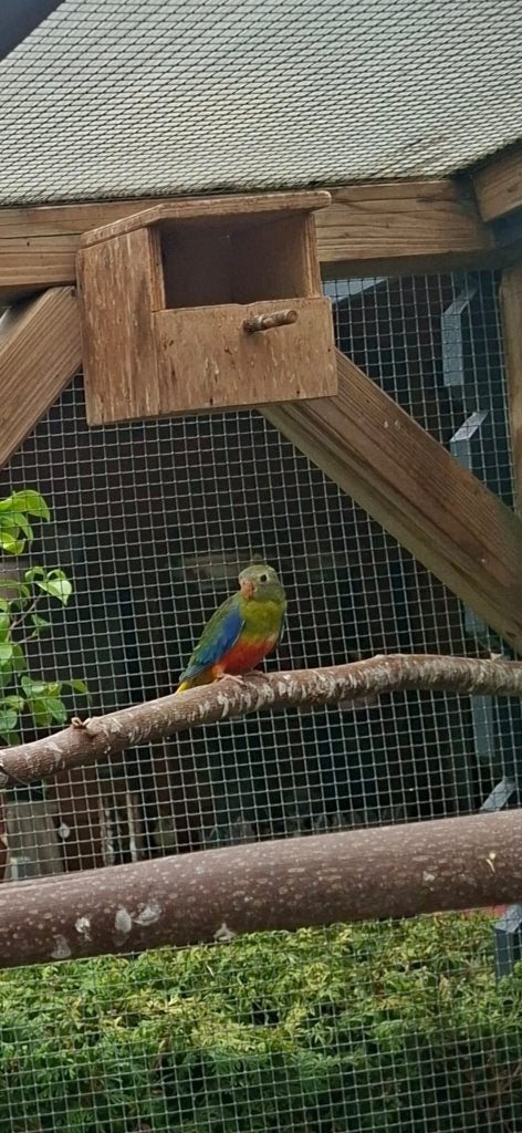 Turquaisine, Dieren en Toebehoren, Vrouwelijk, Parkiet