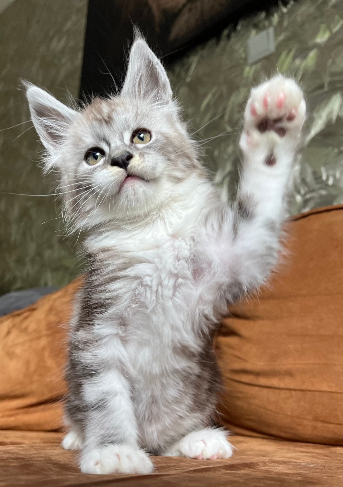 Maine coon kittens met stamboom getest en shaded lijnen, Meerdere dieren, Gechipt