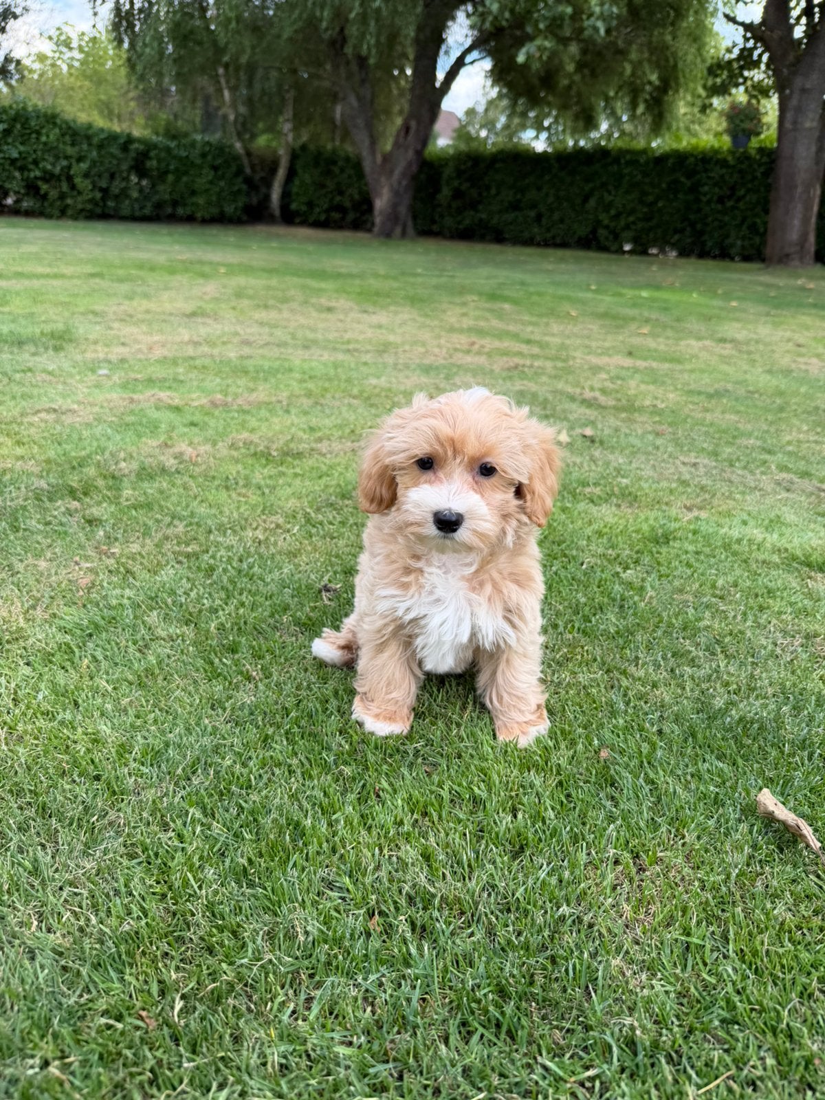 Maltipoo (Maltezer x Poedel) pups, Dieren en Toebehoren, Poedel, Parvo, Nederland, 8 tot 15 weken