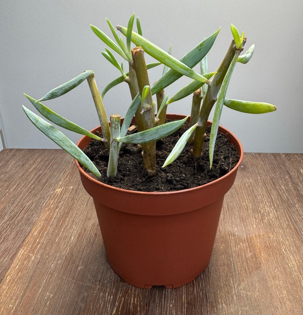 Senecio Mount Everest plant - gewortelde stekjes in kweekpot, Ophalen, Halfschaduw, Minder dan 100 cm