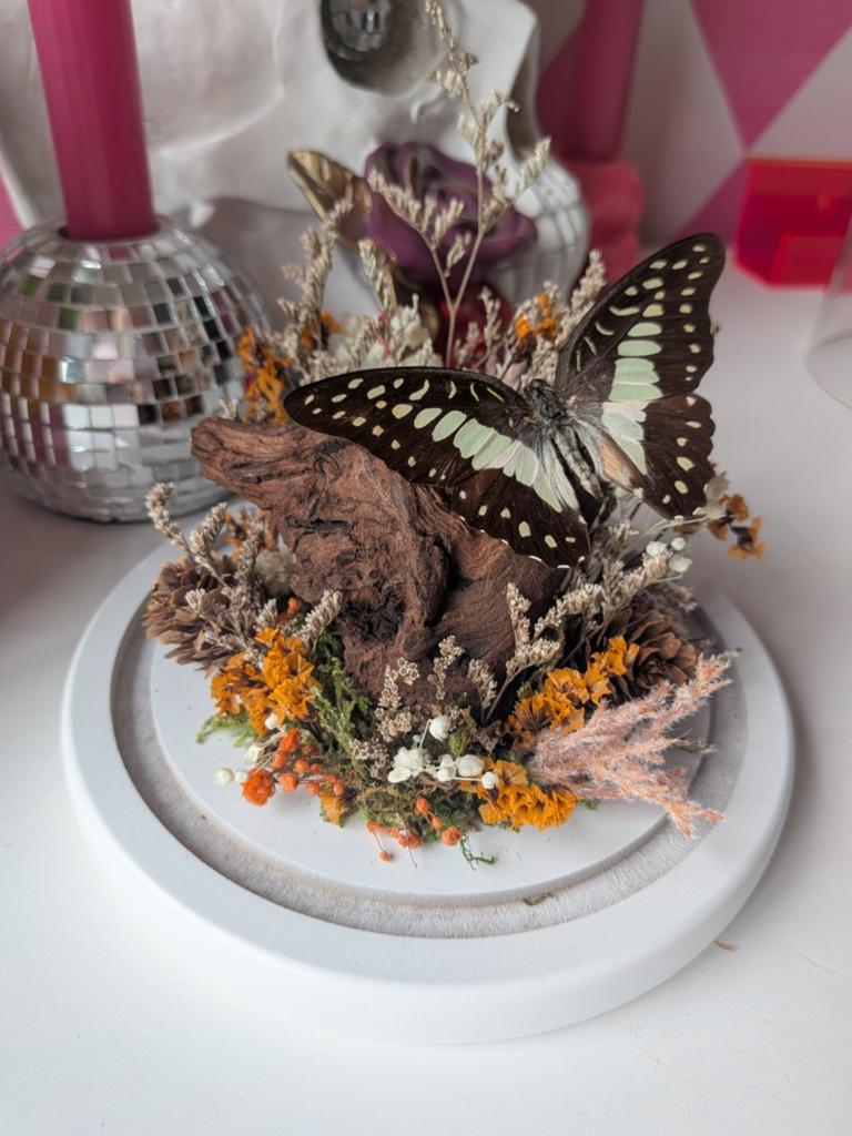 Unieke handgemaakte stolp met vlinder en droogbloemen, Huis en Inrichting, Woonaccessoires | Stolpen, Ophalen of Verzenden