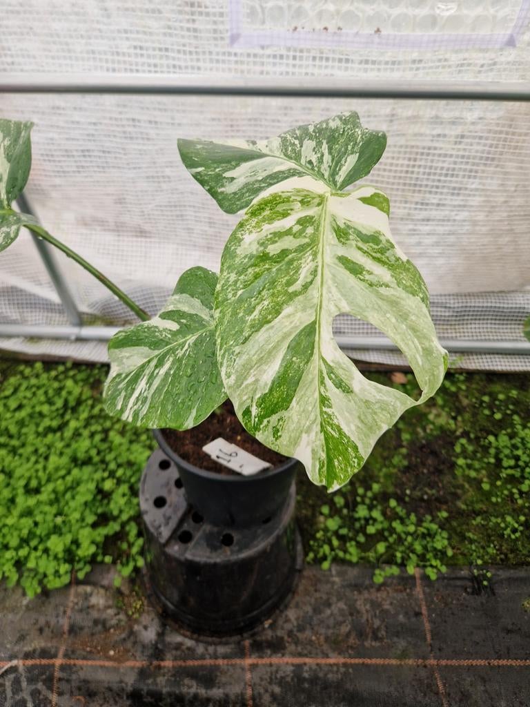Monstera Deliciosa Albo Variegata kamerplanten, Huis en Inrichting, Kamerplanten, Ophalen of Verzenden, Halfschaduw, Minder dan 100 cm