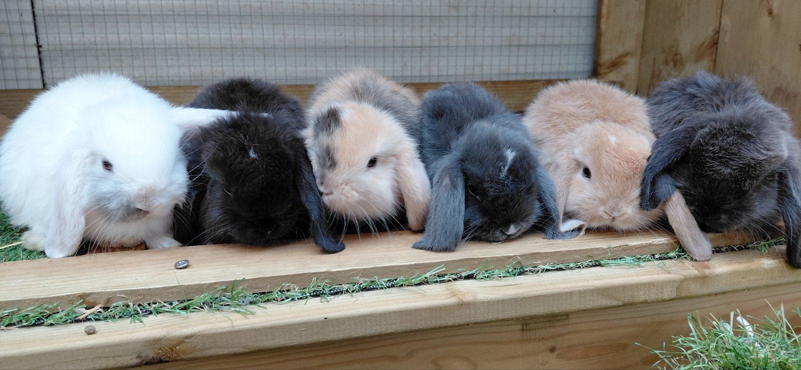 minilop nhd konijntjes, Dieren en Toebehoren, Meerdere dieren, Dwerg