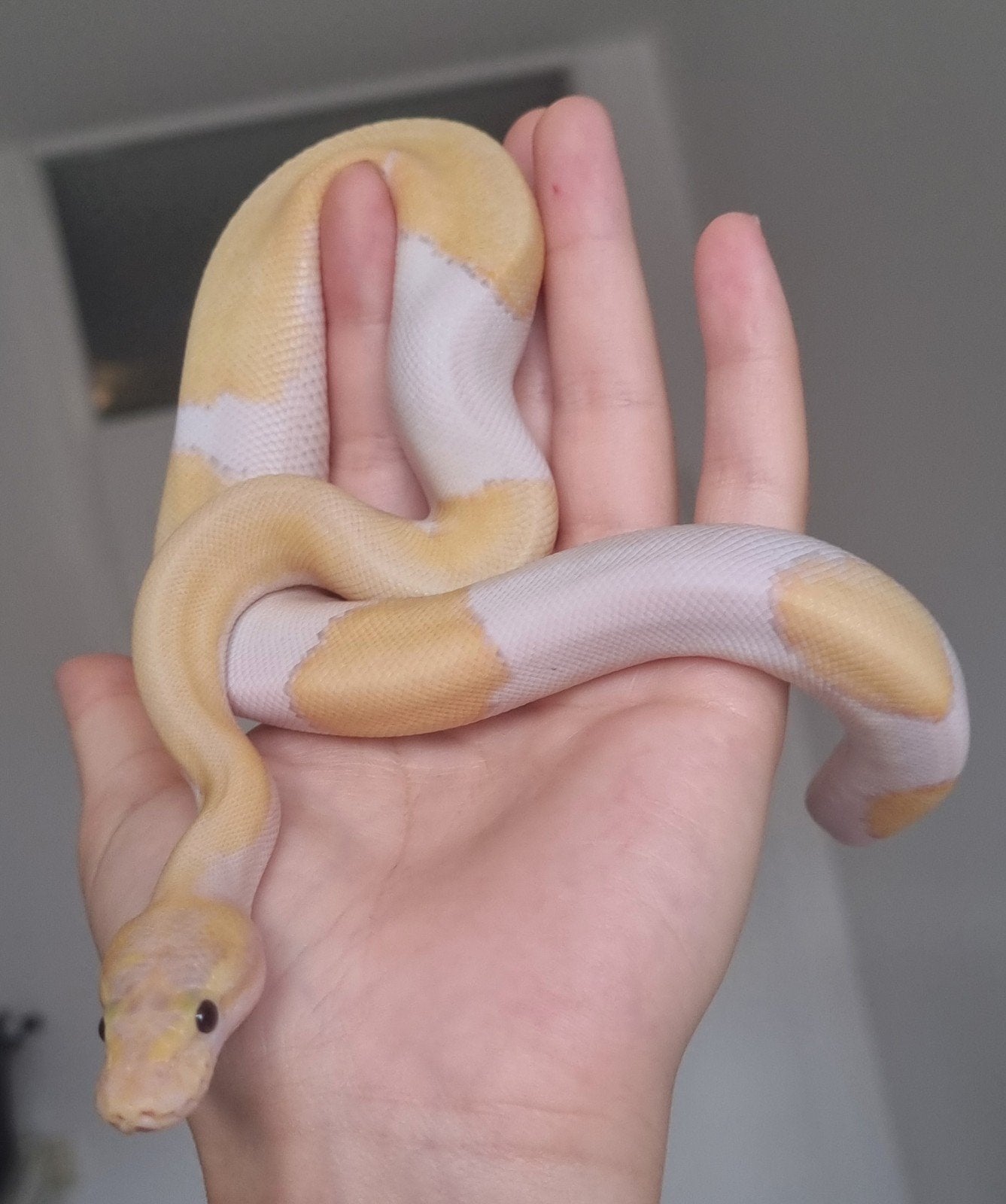 1.0 banana enchi pastel mojave pinstripe koningspython, Dieren en Toebehoren, Slang, 0 tot 2 jaar