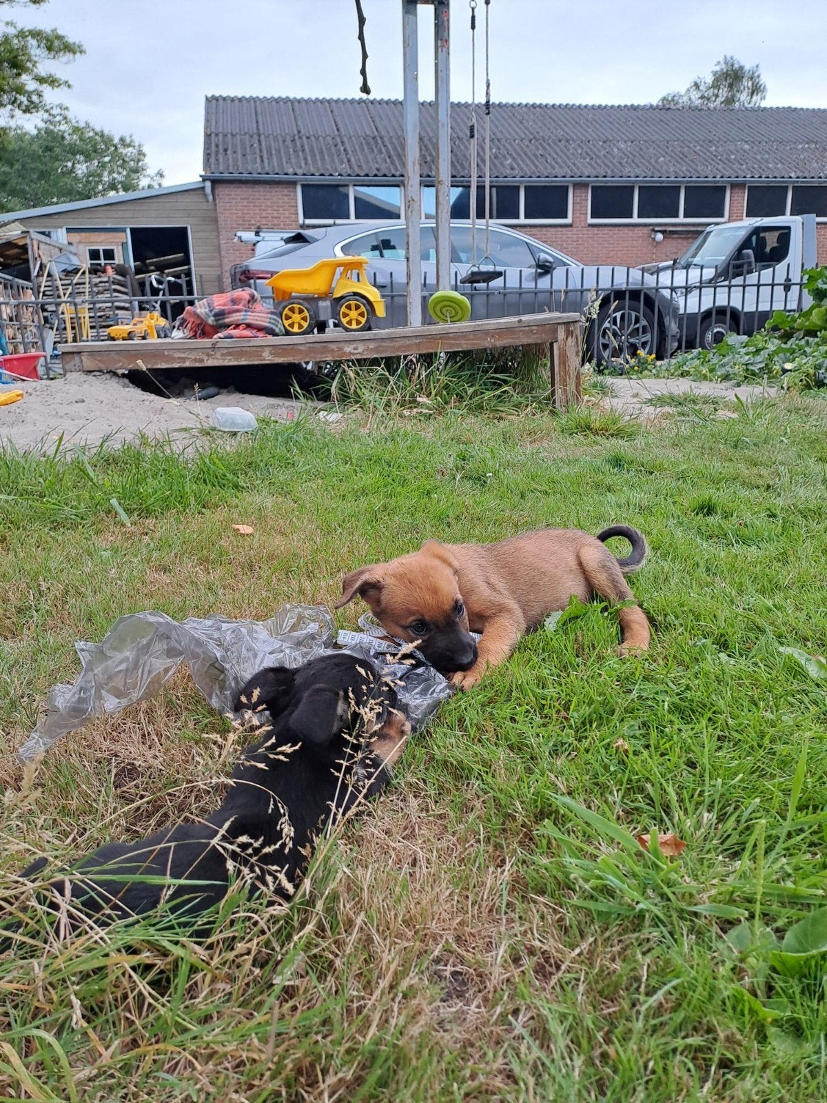Pups kruising herder, Dieren en Toebehoren, Honden | Herdershonden en Veedrijvers, 8 tot 15 weken, Meerdere, Meerdere dieren, Herder