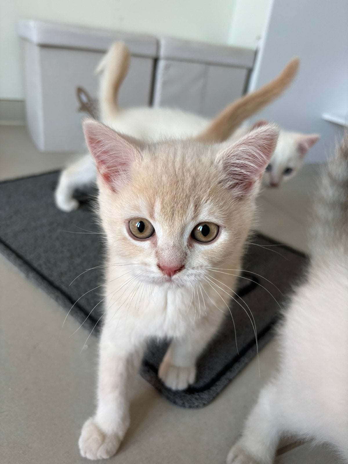 British shorthair kittens, Dieren en Toebehoren, Meerdere dieren, Kortharig, 0 tot 2 jaar