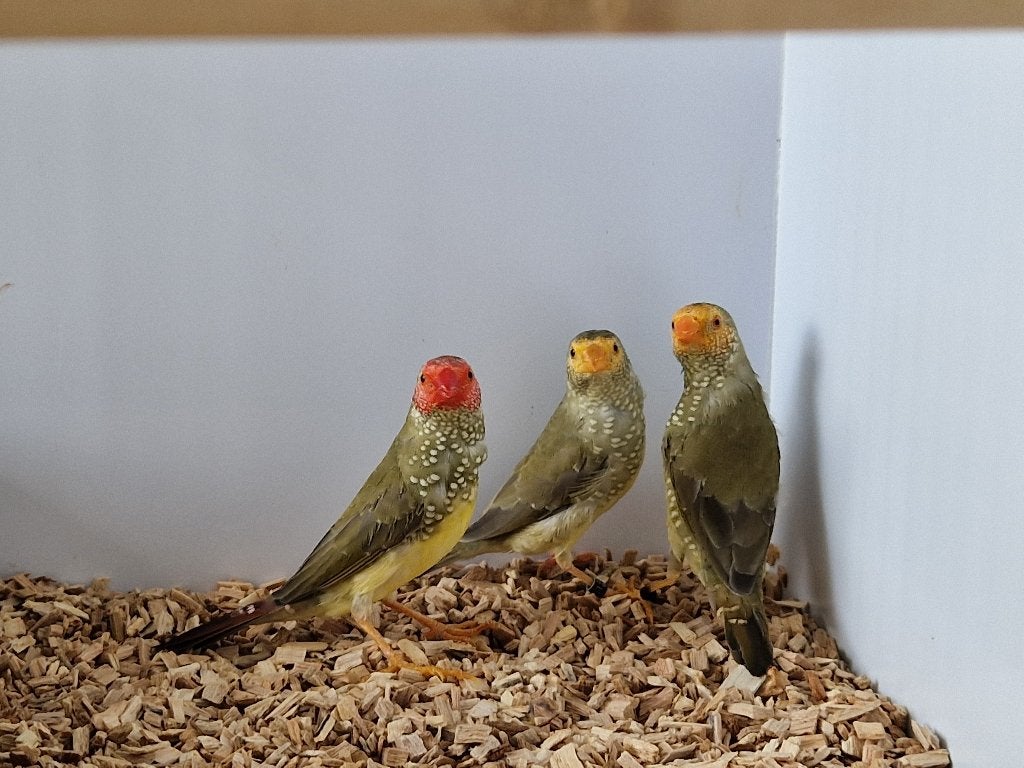 Binsenastrilde roodkop |Tropische vogels | Passend advies, Dieren en Toebehoren, Meerdere dieren, Tropenvogel