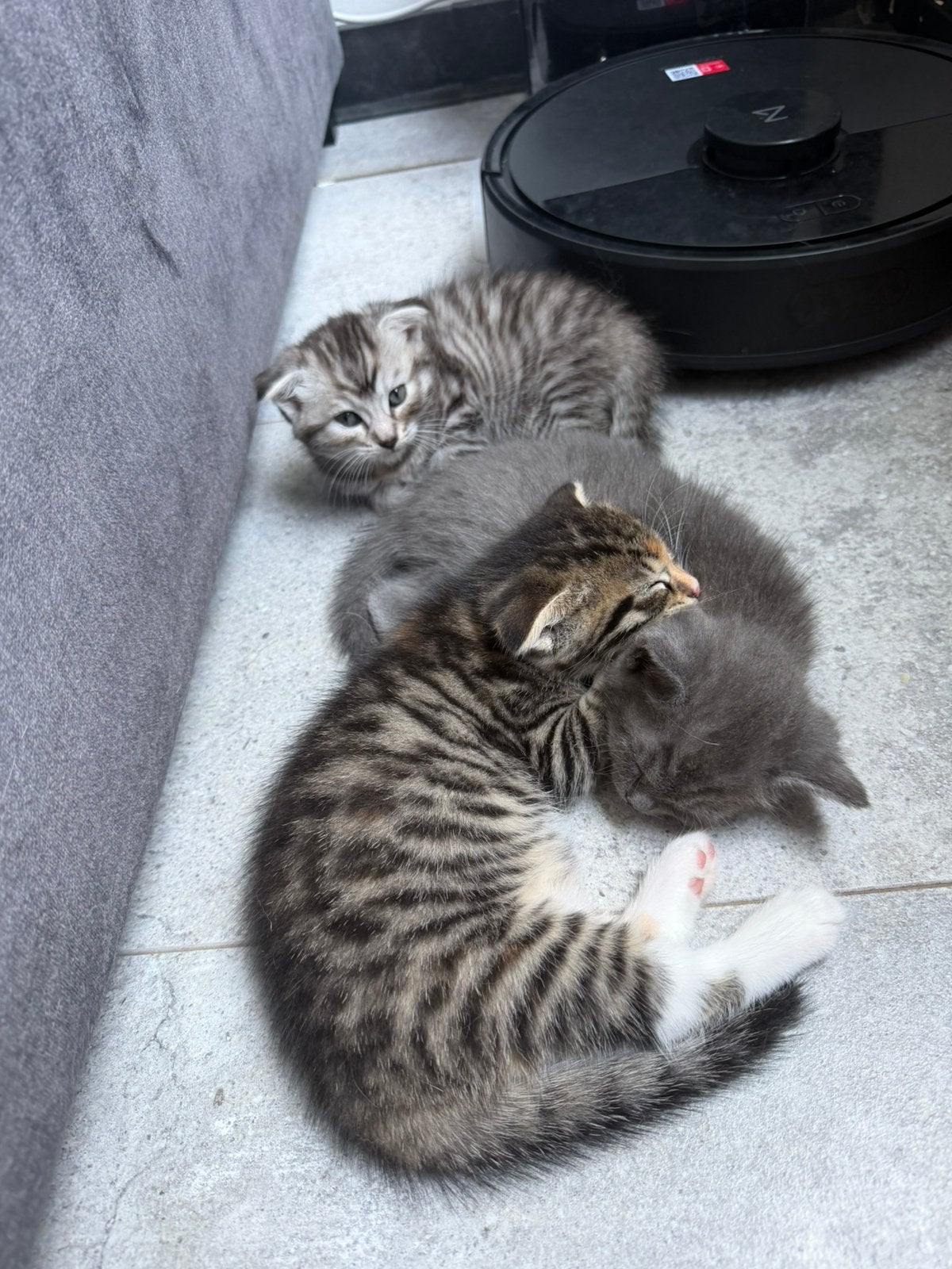 3 kittens, Dieren en Toebehoren, Katten en Kittens | Raskatten | Korthaar, Geslacht onbekend