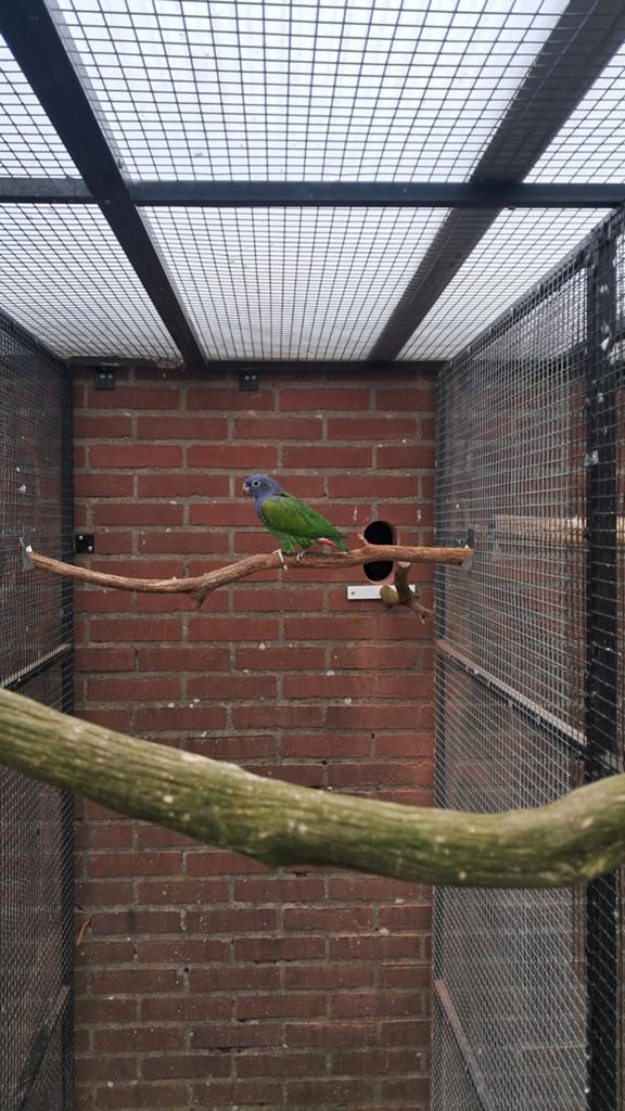 Gevraagd Pionussen., Dieren en Toebehoren, Meerdere dieren, Papegaai, Geringd