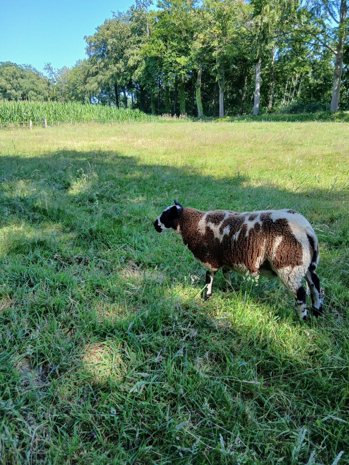 2 Zware bonte ooilammeren, Dieren en Toebehoren, Vrouwelijk, Schaap, 0 tot 2 jaar