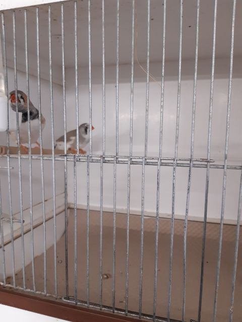 zebravinken te koop, Meerdere dieren, Tropenvogel, Tam