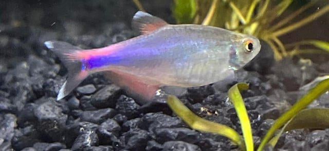 Blauwe tetra (Boehlkea fredcochui) zeldzaam!, Ophalen