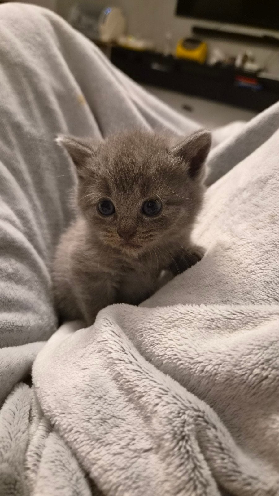 Lieve britse korthaar kittens!, Meerdere dieren, Ontwormd