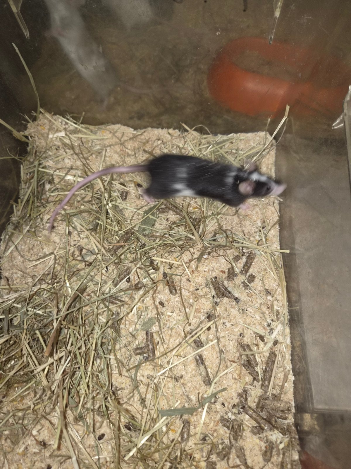 2 koppels muizen, Februari, Meerdere dieren, Muis
