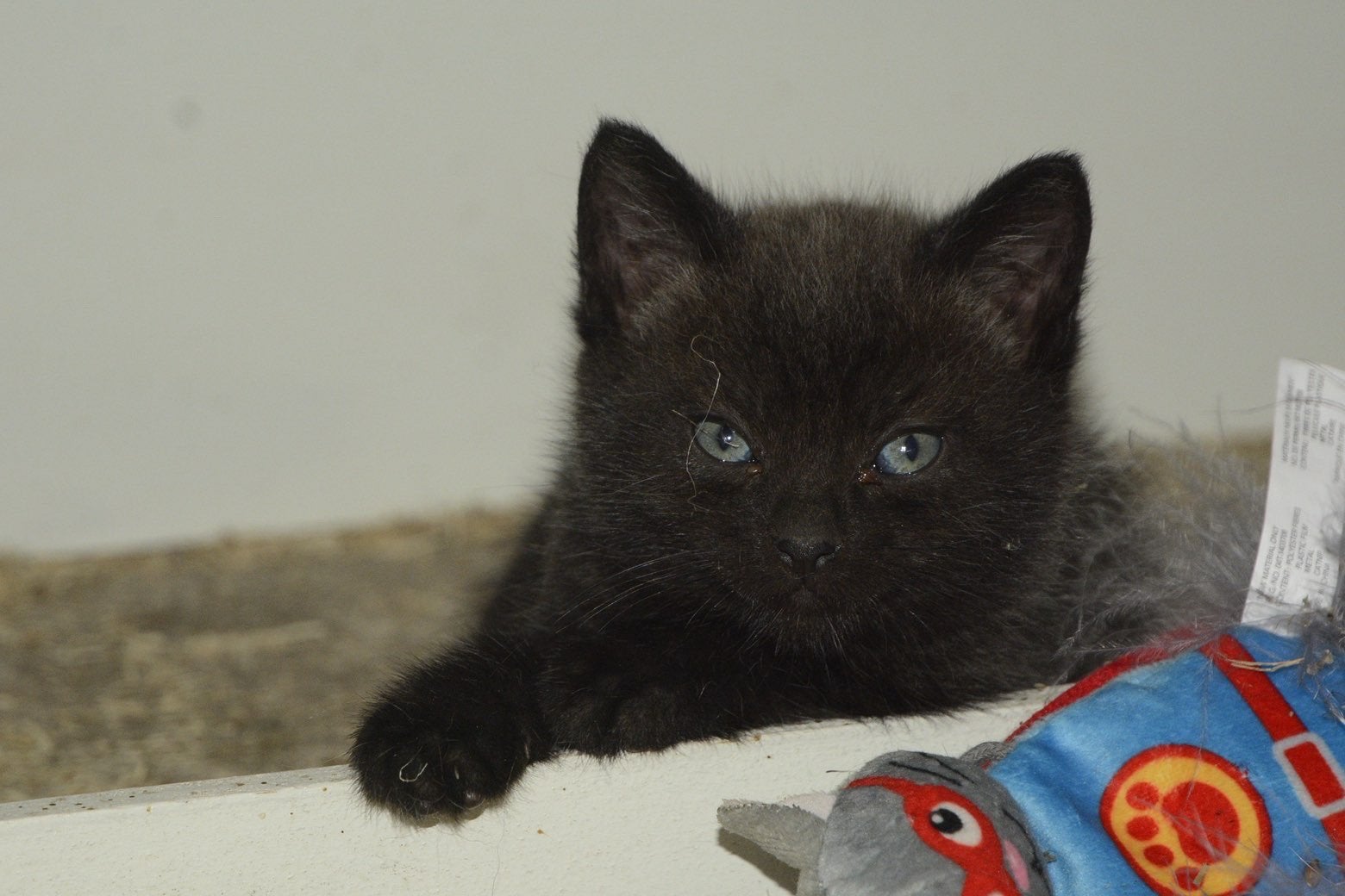 Super mooie grijze kittens, Dieren en Toebehoren, Katten en Kittens | Overige Katten, Meerdere dieren, Kortharig, 0 tot 2 jaar