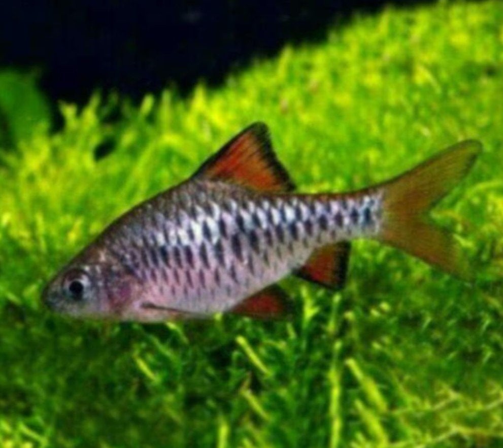 Barbus oligolepis - Eilandbarbeel - Koidream Valburg