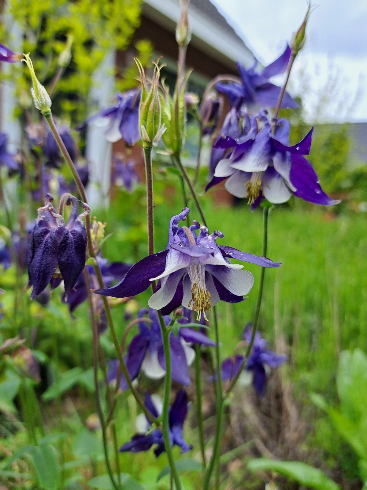 versr zaden Aquilegia bertolinii, Verzenden, Volle zon