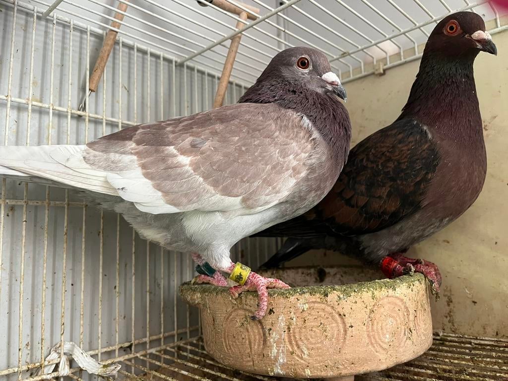 Kleuren postduiven, Dieren en Toebehoren, Vogels | Duiven, Meerdere dieren, Postduif