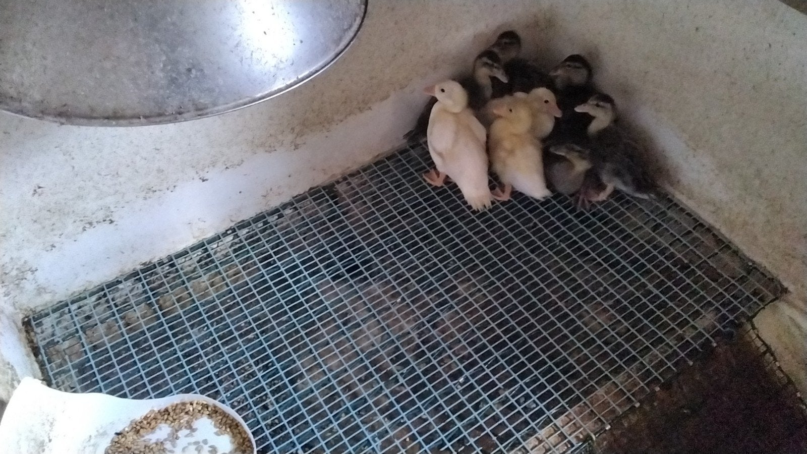 Tekoop kwakers en muskuseenden met kuikens, Dieren en Toebehoren, Meerdere dieren, Eend