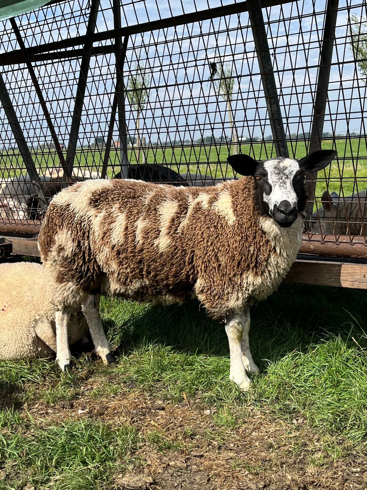 Bonte ram, Dieren en Toebehoren, Mannelijk, Schaap, 0 tot 2 jaar