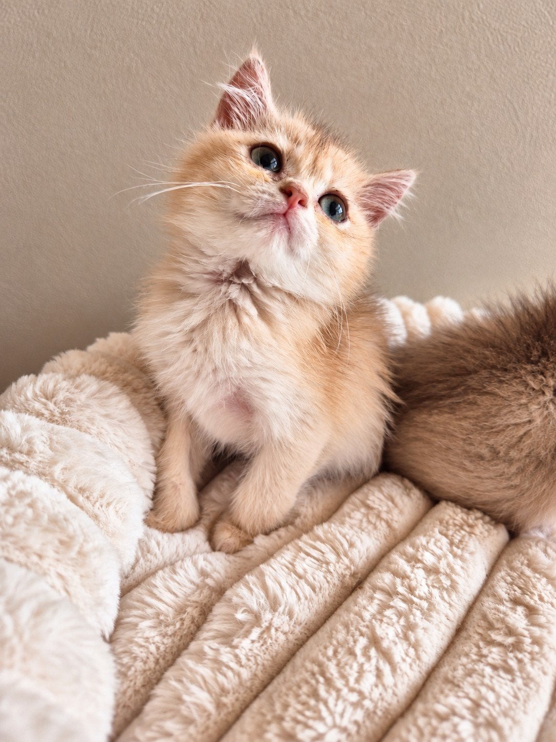 Prachtige raszuivere britse korthaar kittens