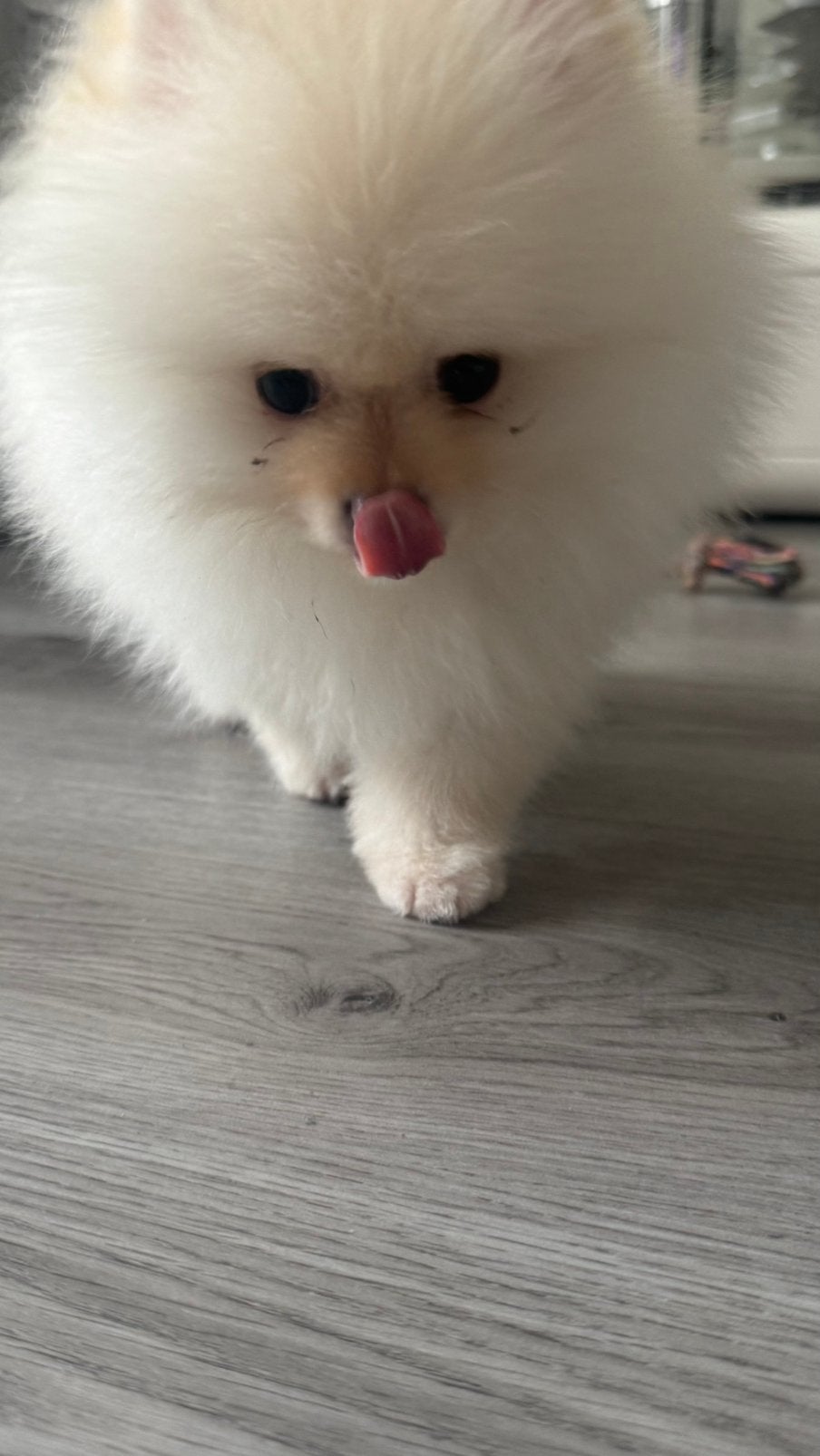 Pomeriaan, Particulier, Keeshond, 15 weken tot 1 jaar, Buitenland