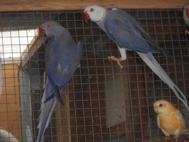 koppel halsbanden violet bleekstaart/opaline, Dieren en Toebehoren, Meerdere dieren, Parkiet, Geringd