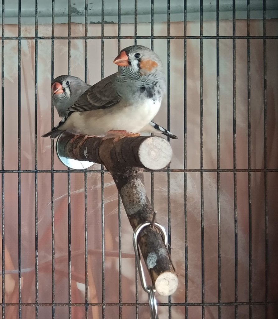 Zebravink, Ophalen, Nieuw, Overige typen