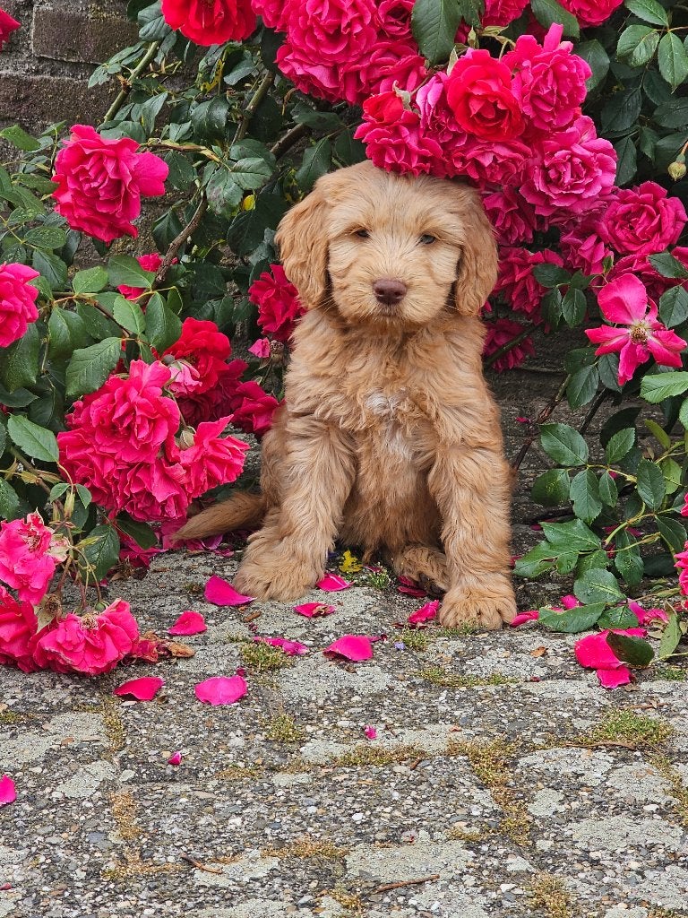 Aanhankelijke Australian Labradoodle reu uit gesteste ouders, Parvo, Nederland, 8 tot 15 weken, Meerdere
