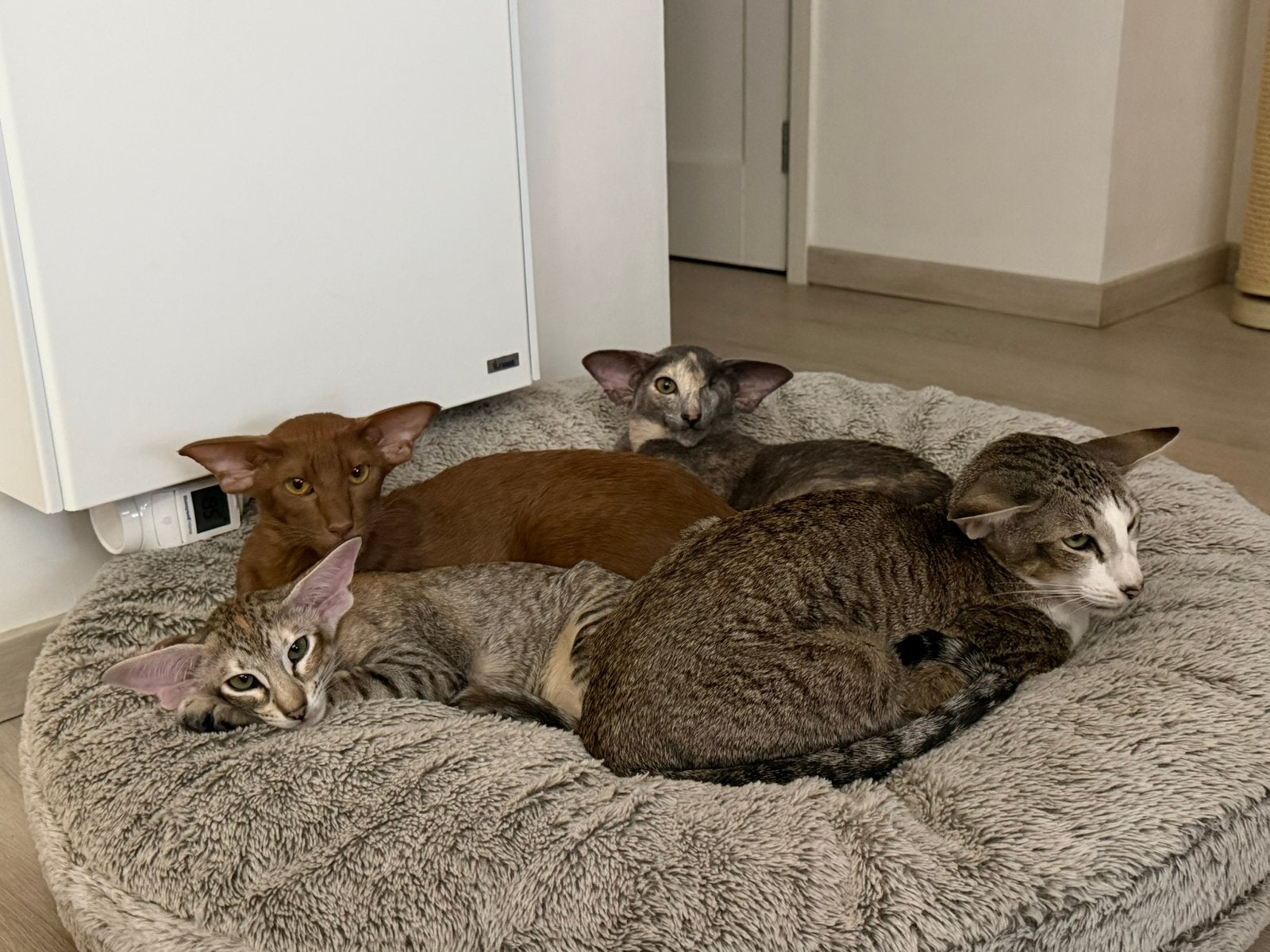 Gezocht enthousiaste Cat-nanny die wil oppassen, Particuliere oppas