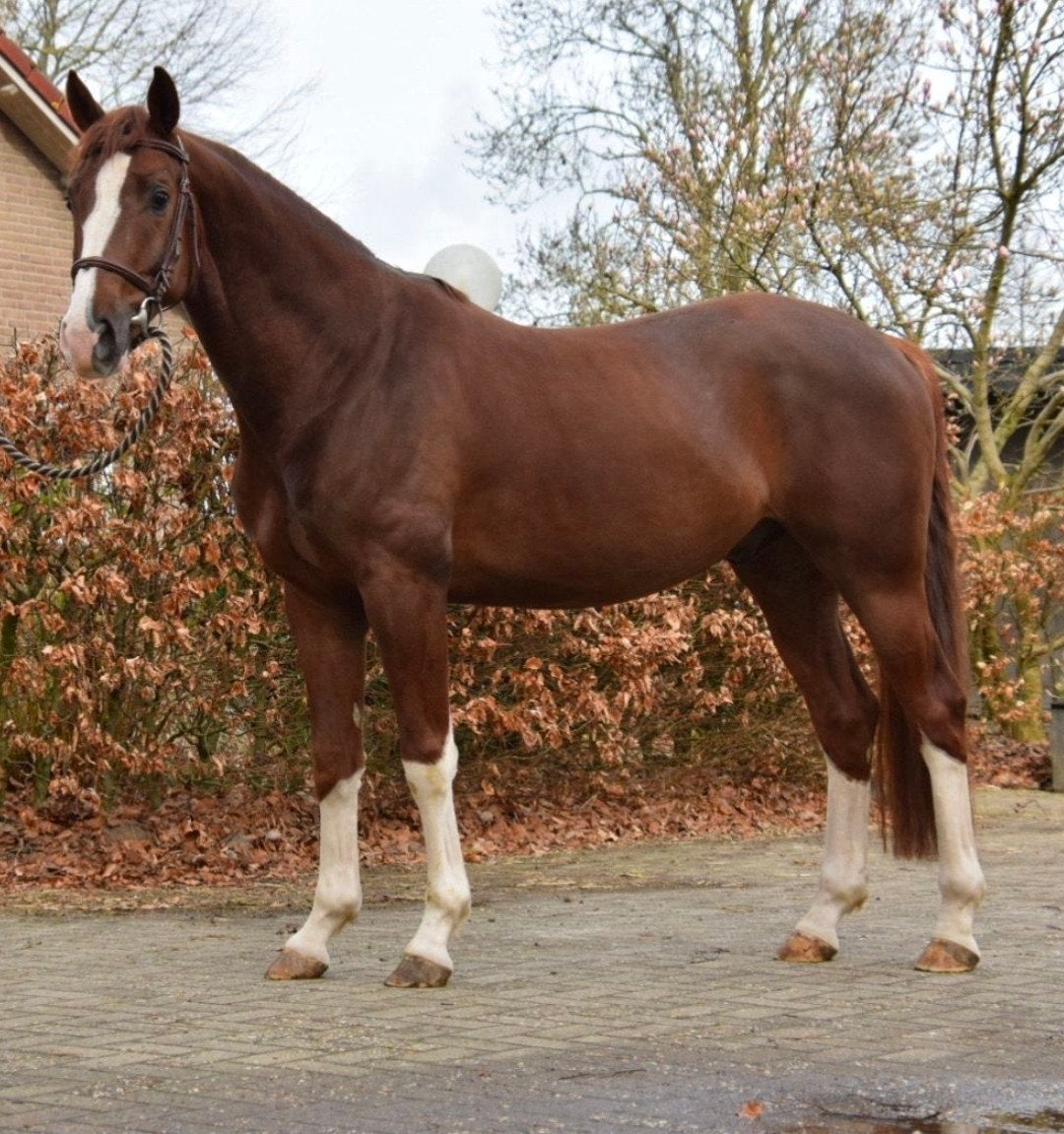 Zeer aansprekende 4 jarige ruin v. Borsalino te koop, Dieren en Toebehoren, Paarden, Met stamboom, Ruin, Dressuurpaard, 3 tot 6 jaar