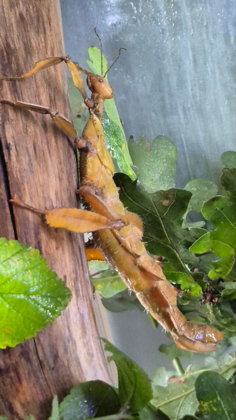eitjes Extatosoma Tiaratum (Australische flappentak) PSG9, Dieren en Toebehoren, Wandelende tak