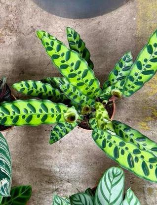 Calathea Mix P12 prijs per plant, Overige soorten, In pot, Minder dan 100 cm, Groene kamerplant