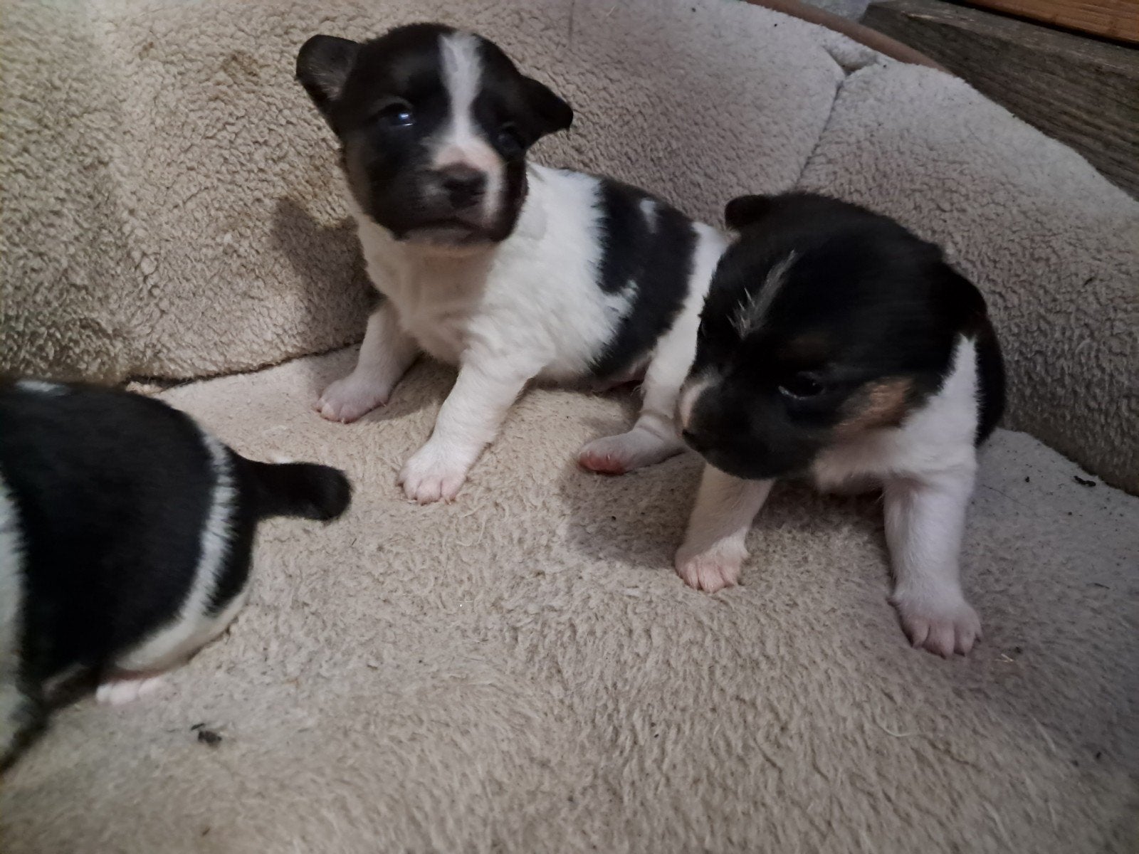 Lieve pups duitse herdervader boerenfox moeder, 8 tot 15 weken, Meerdere, Meerdere dieren, Nederland