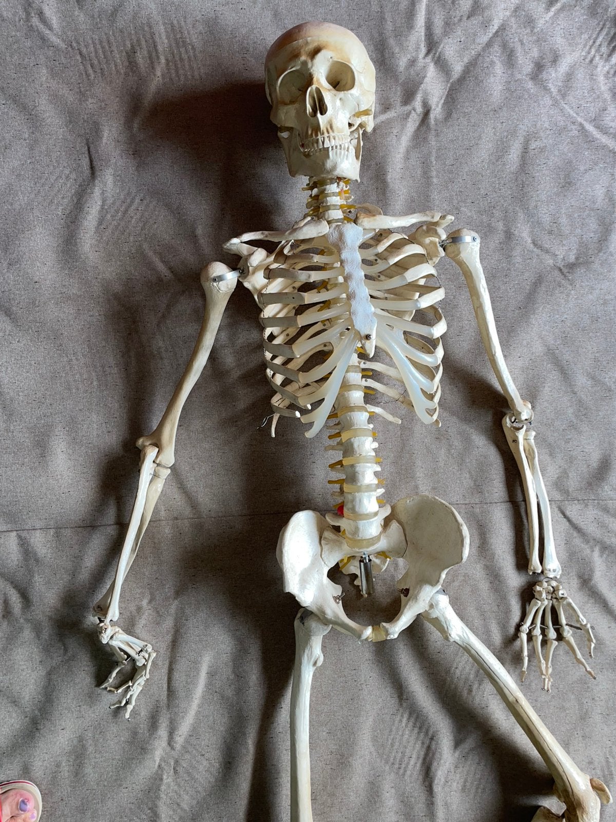 Anatomisch Skelet. Mens lang. Zonder statief, Ophalen