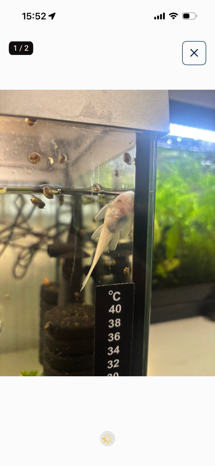 100% Raszuivere Snow White Ancistrus – Zonder zwarte vlekken, Dieren en Toebehoren, Vis