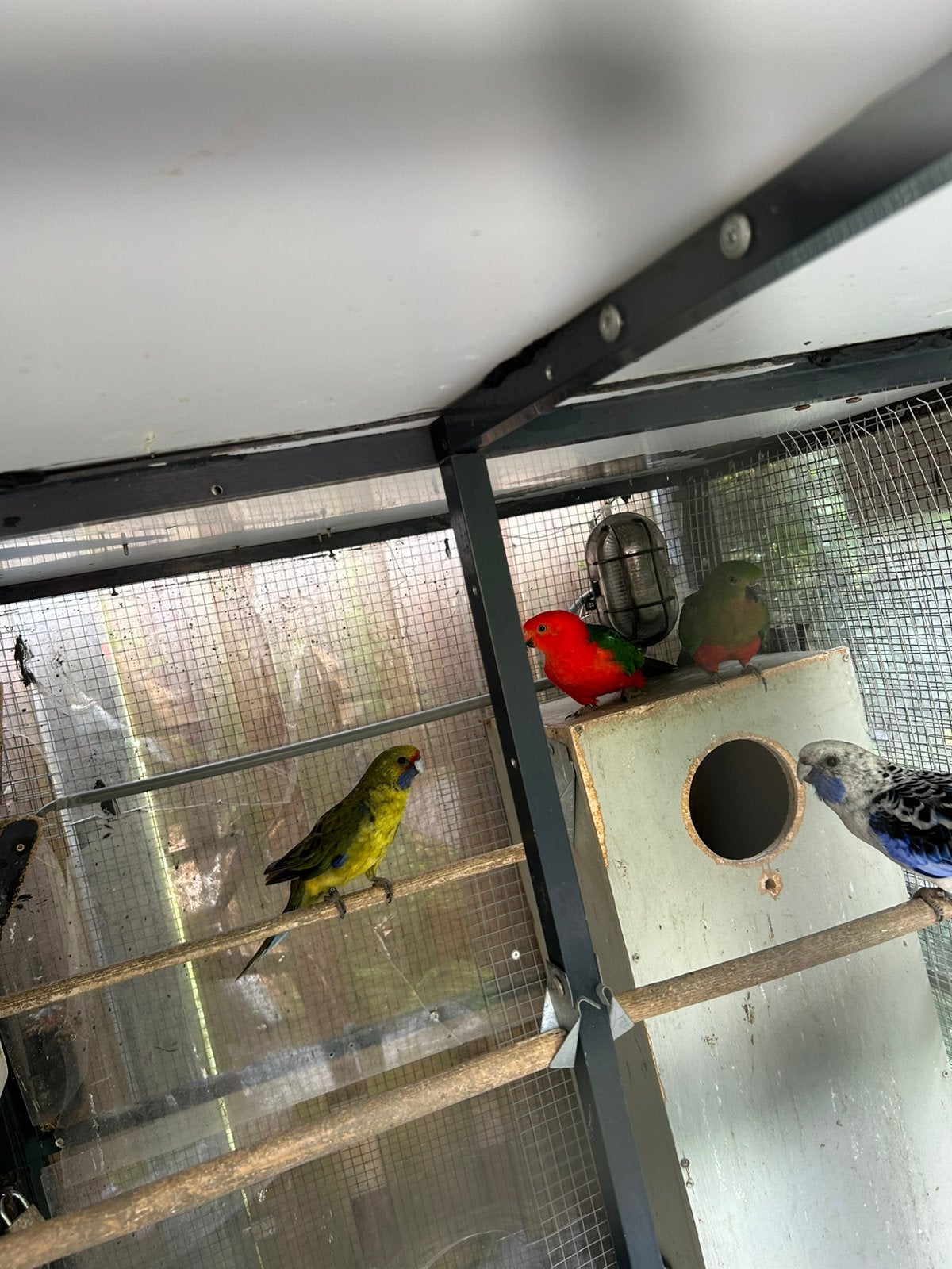 Rosella geelbuik, Dieren en Toebehoren, Vogels | Parkieten en Papegaaien, Meerdere dieren, Parkiet