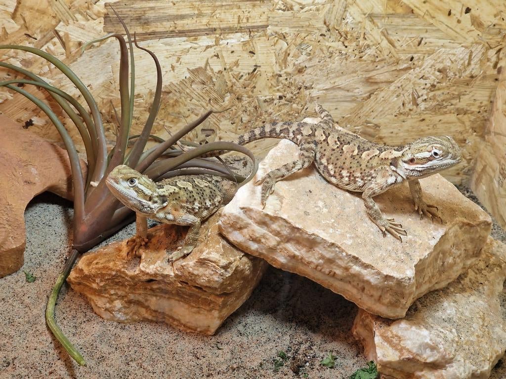 2 Dwerg baardagaamen, Dieren en Toebehoren, Reptielen en Amfibieën, Hagedis, 3 tot 6 jaar, Tam